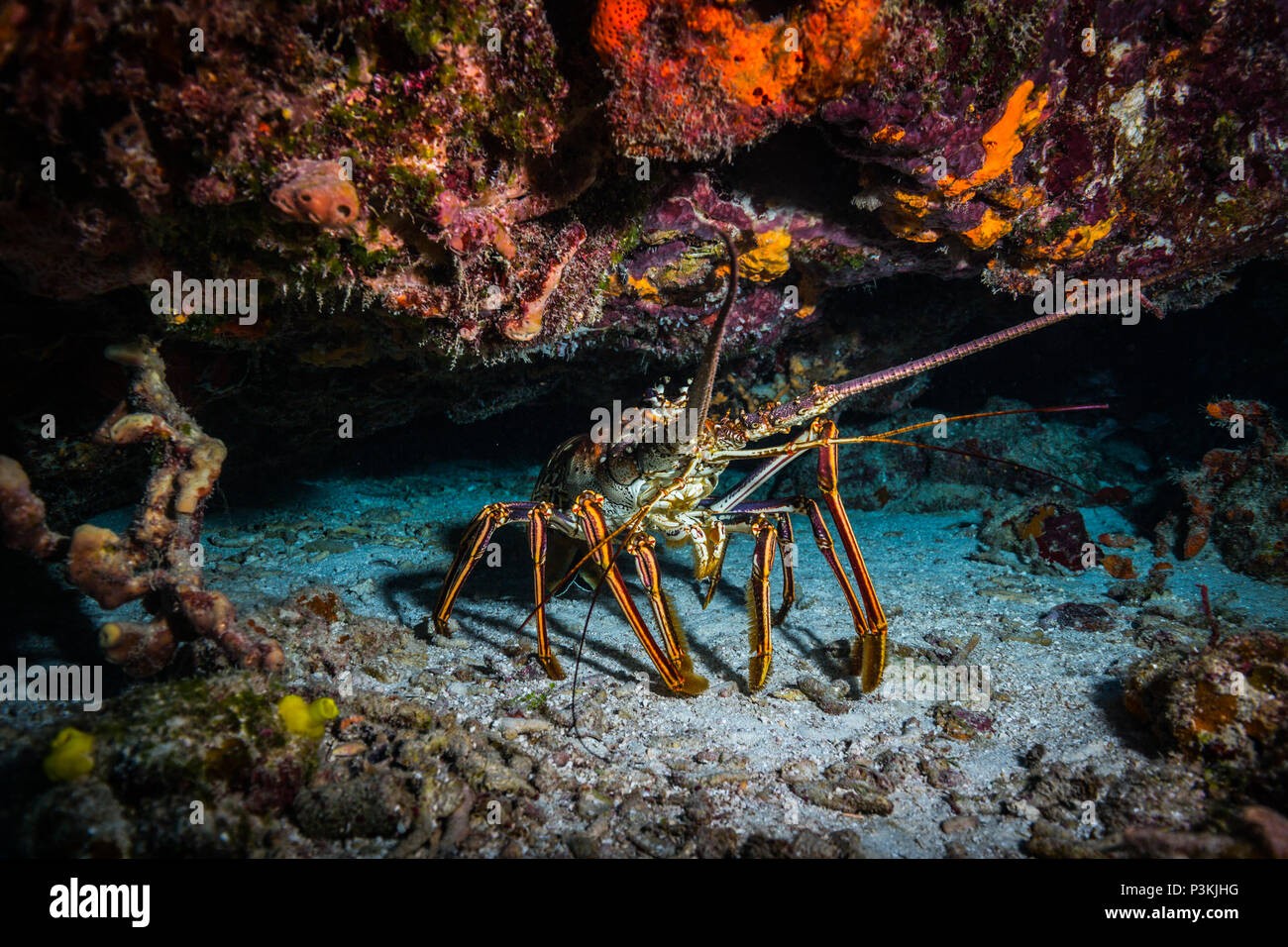 Achelata hi-res stock photography and images - Alamy