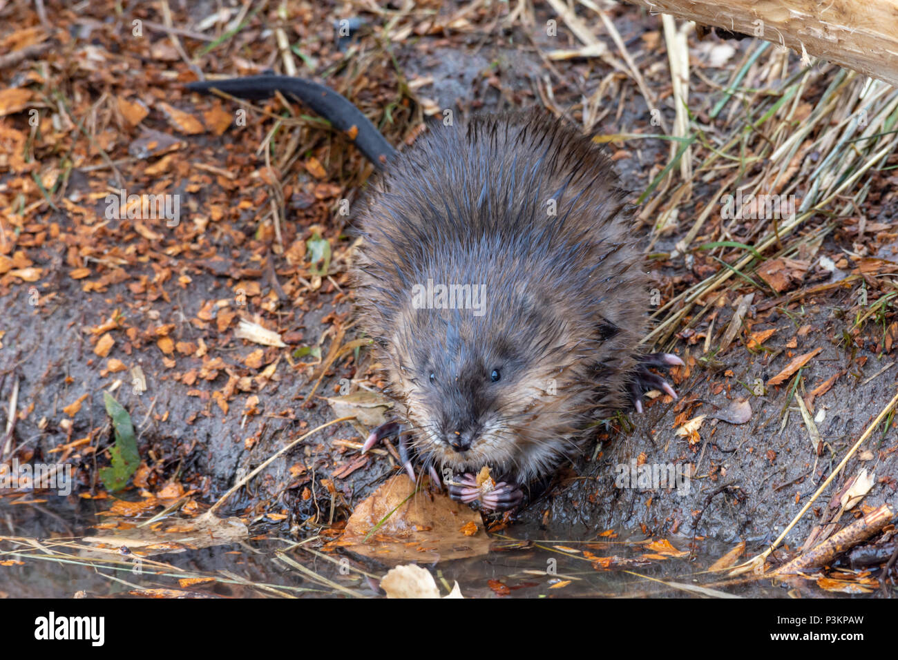 Muskrat along wetland shoreline eating wood chips from Cottonwood Tree, Castle Rock Colorado US