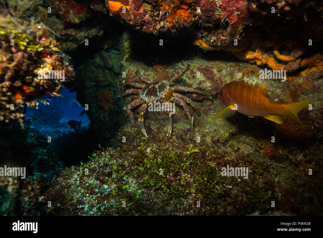 Crab on Kozumel reef. Carebean sea Stock Photo