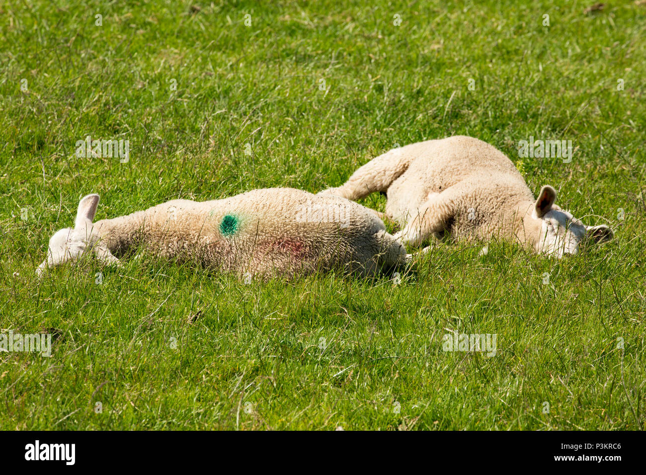Lambs resting on a hot day on pasture close to salt marshes on the edge of Morecambe Bay near Silverdale Lancashire England UK Stock Photo