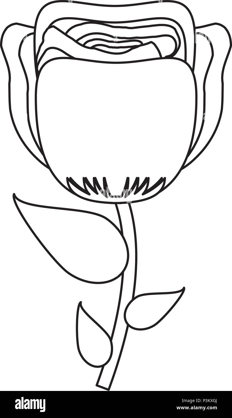beautiful rose icon over white background, vector illustration Stock ...