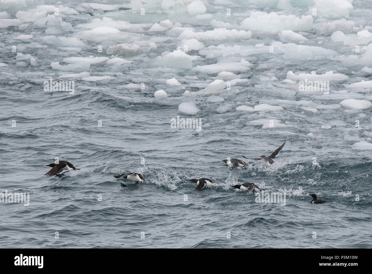 Norway, Svalbard, South Svalbard nature Reserve, Edgeoya (aka Edge Island). Brunnich's guillemots along the edge of the sea ice. Stock Photo