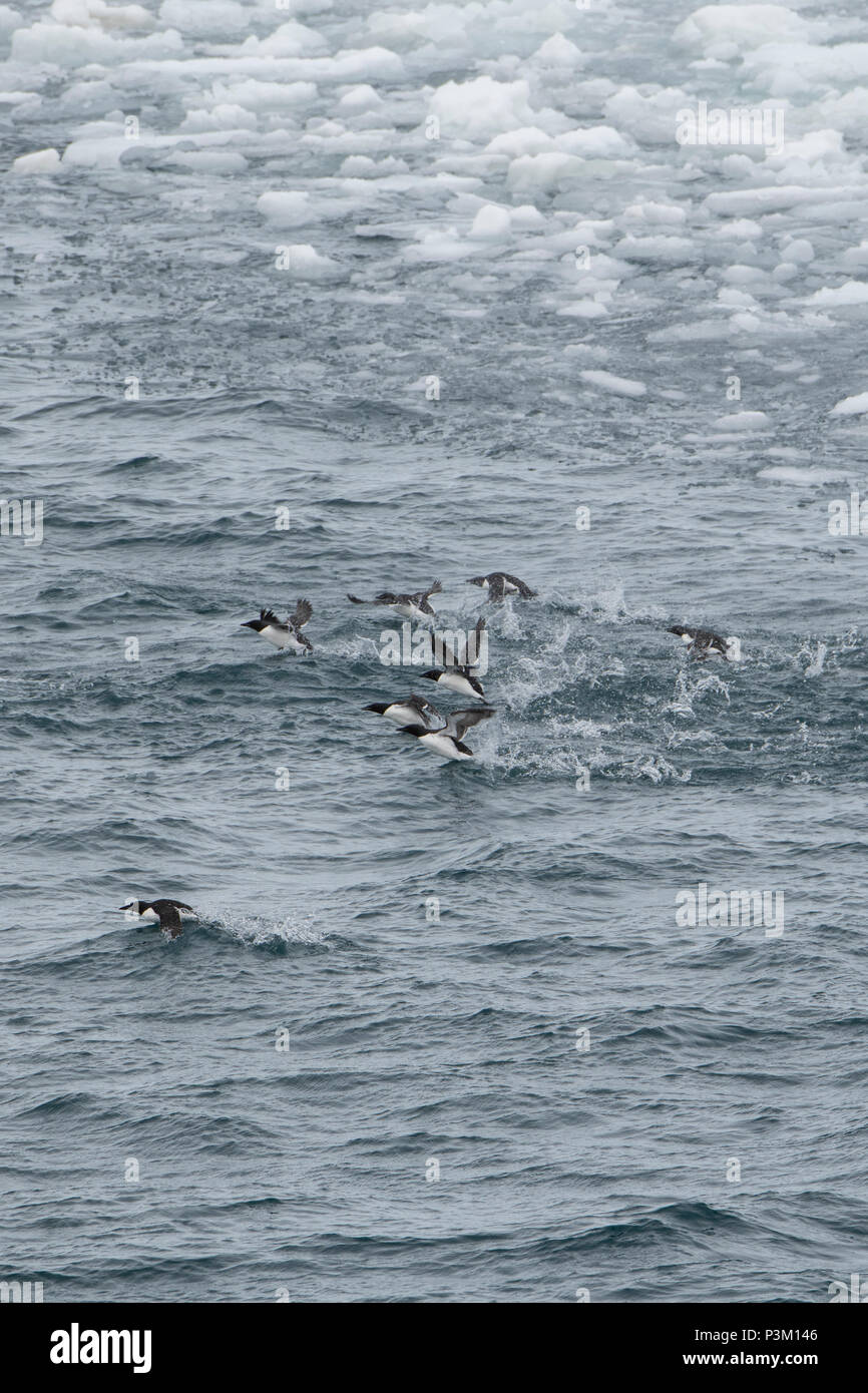 Norway, Svalbard, South Svalbard nature Reserve, Edgeoya (aka Edge Island). Brunnich's guillemots along the edge of the sea ice. Stock Photo