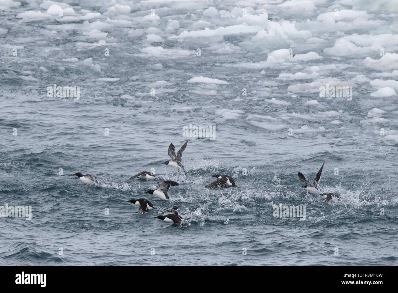 Norway, Svalbard, South Svalbard nature Reserve, Edgeoya (aka Edge Island). Brunnich's guillemots along the edge of the sea ice. Stock Photo