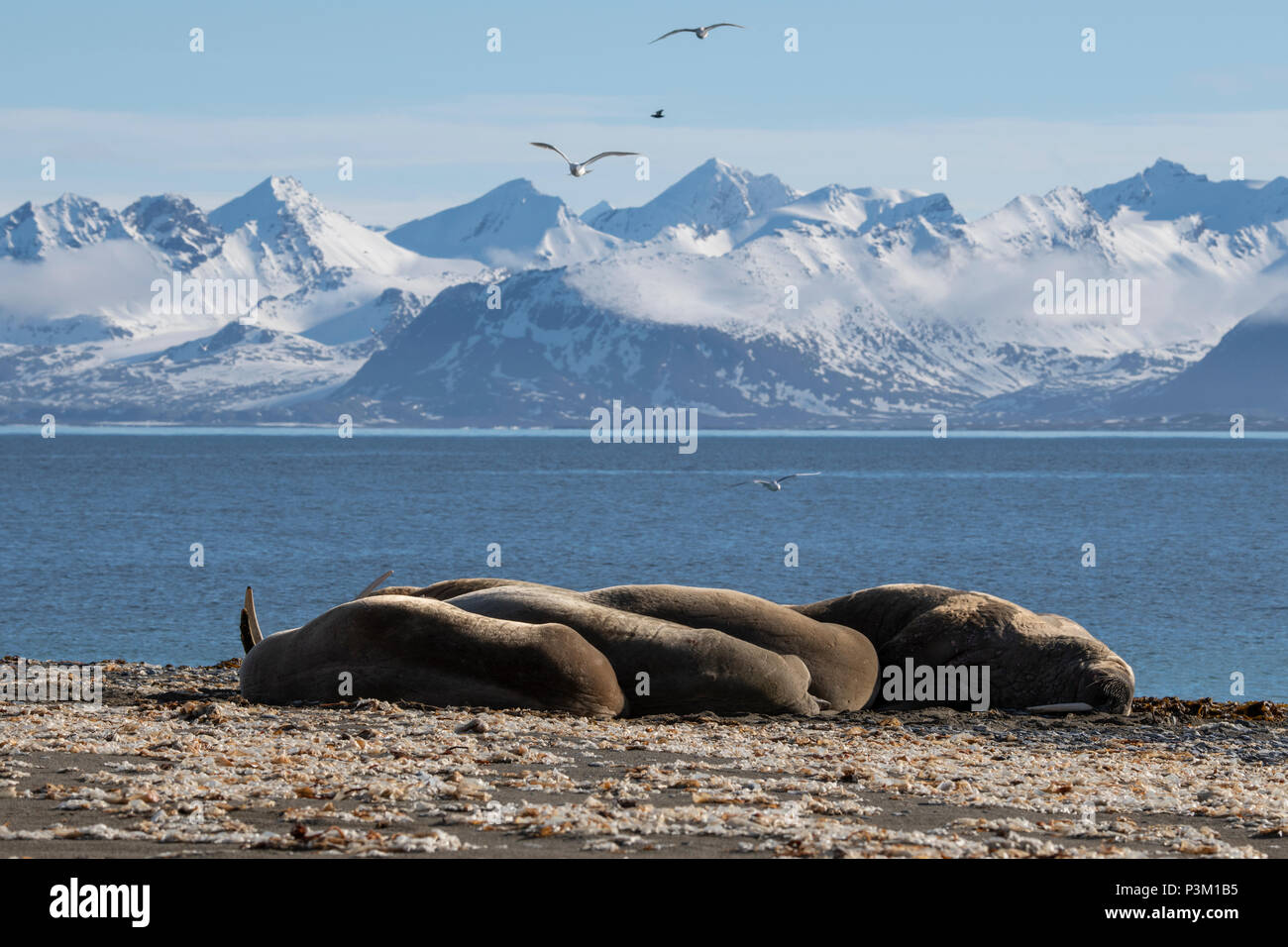Norway, Svalbard, Spitsbergen, Isfjord, Poolepynten. Atlantic walrus (Odobenus rosmarus rosmarus) coastal haul out. Stock Photo
