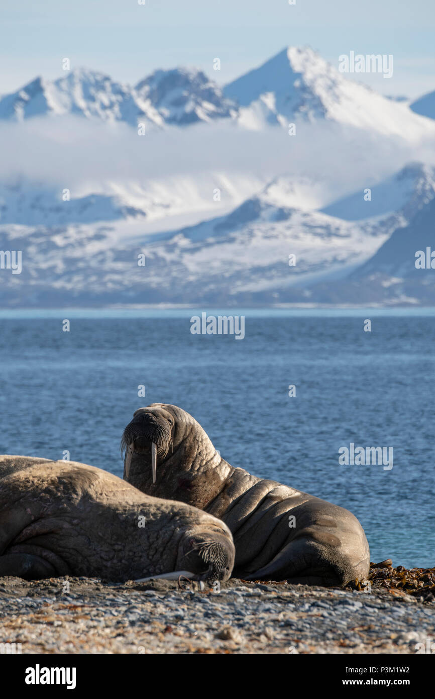 Norway, Svalbard, Spitsbergen, Isfjord, Poolepynten. Atlantic walrus (Odobenus rosmarus rosmarus) coastal haul out. Stock Photo