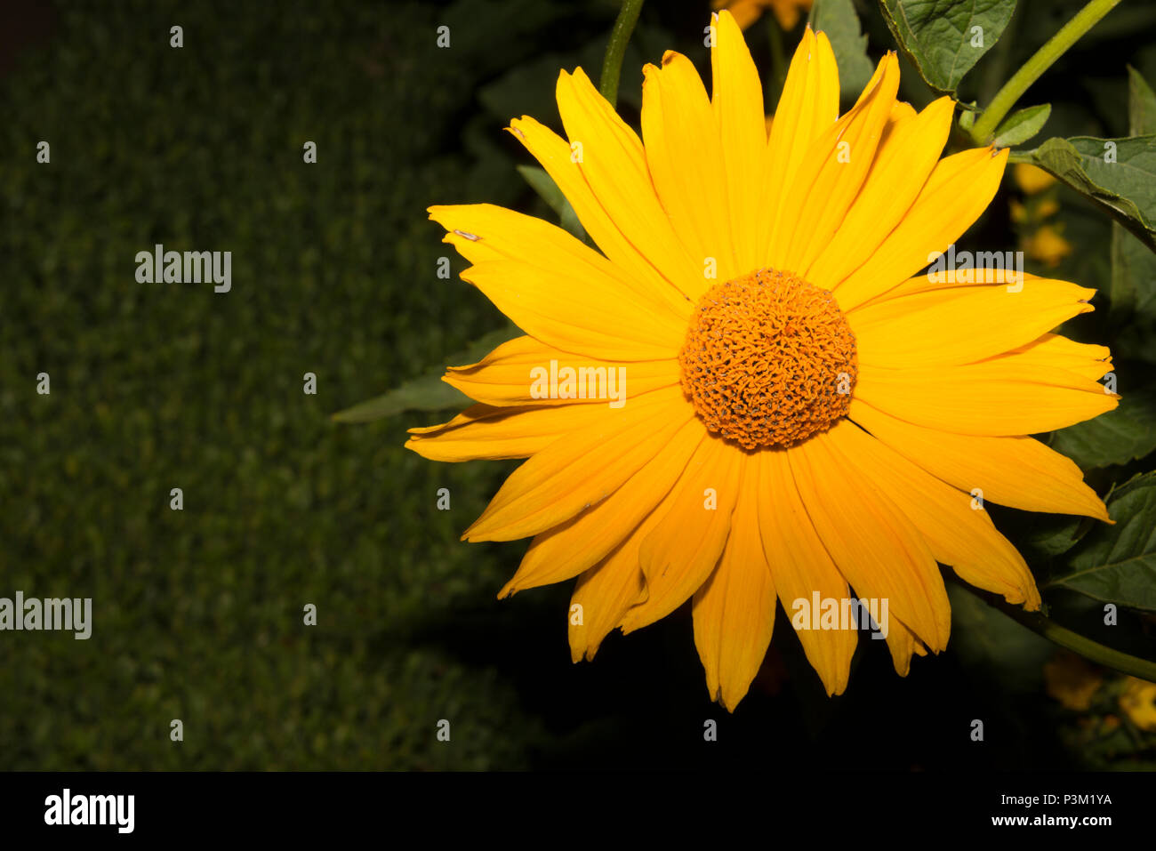 False Sunflower (Heliopsis helianthoides) Stock Photo