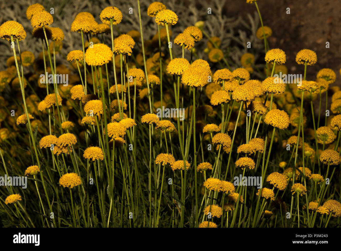 Holy Flax (Santolina rosmarinifolia) Stock Photo