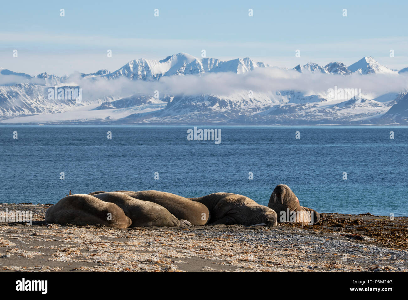 Norway, Svalbard, Spitsbergen, Isfjord, Poolepynten. Atlantic walrus (Odobenus rosmarus rosmarus) coastal haul out. Stock Photo