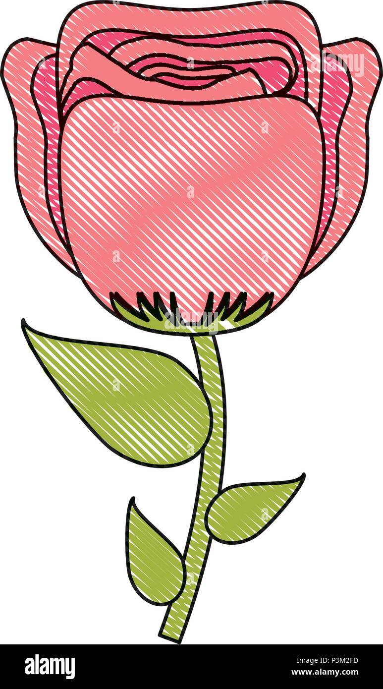 beautiful rose icon over white background, vector illustration Stock ...