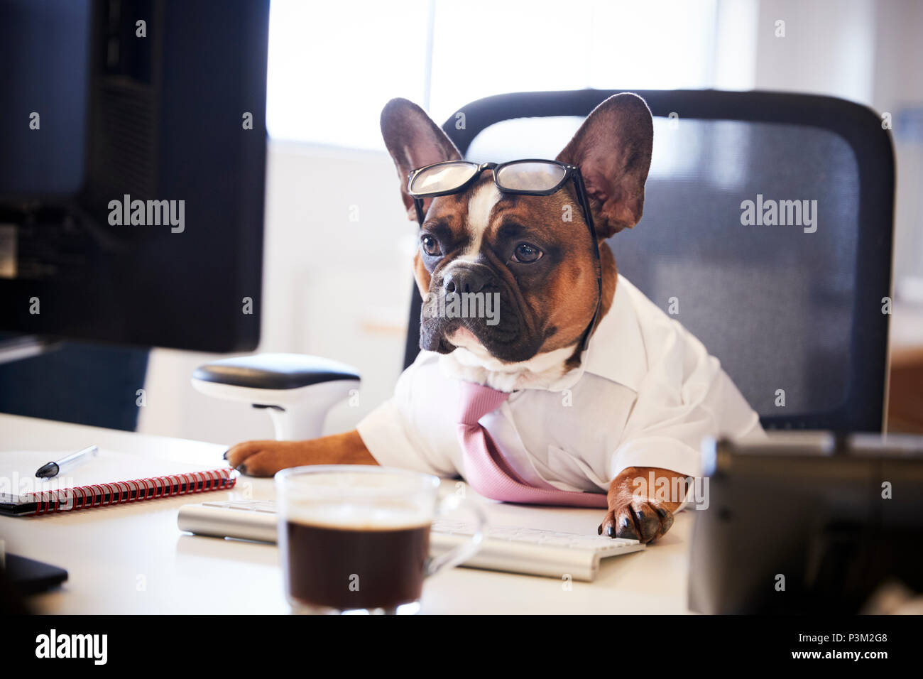 French Bulldog Dressed As Businessman Works At Desk On Computer