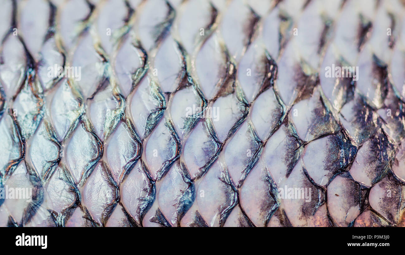 Closeup Of Fish Skin After The Scales Were Removed Stock Photo Alamy Closeup Of Fish Skin After The Scales Were Removed Stock Photo Alamy