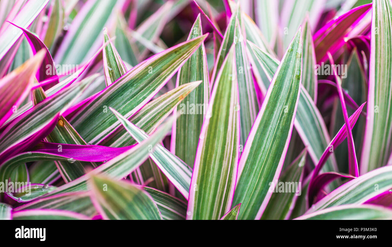 Beautiful and colorful Tradescantia spalacea plant. usually used as ground cover in the garden Stock Photo