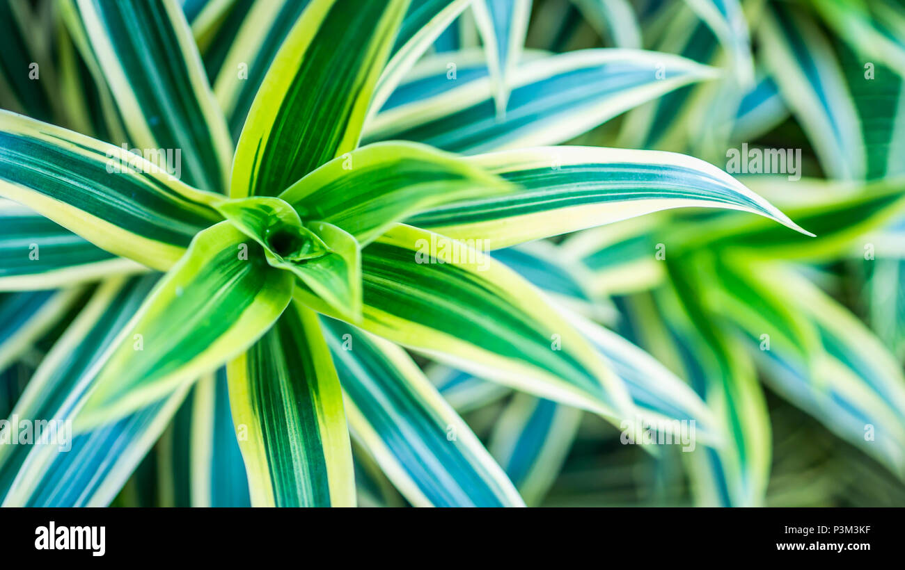 beautiful Dracaena deremensis plant. green leaves with variegatum edge Stock Photo