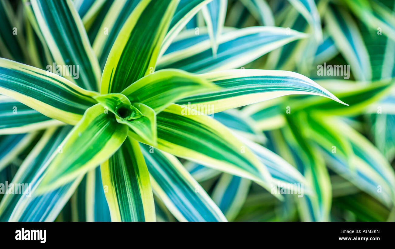 beautiful Dracaena deremensis plant. green leaves with variegatum edge Stock Photo