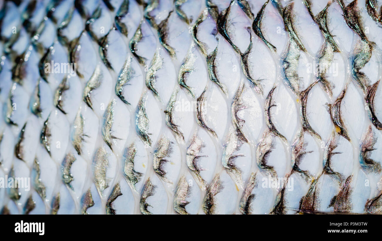 Tilapia Fillet Skin On