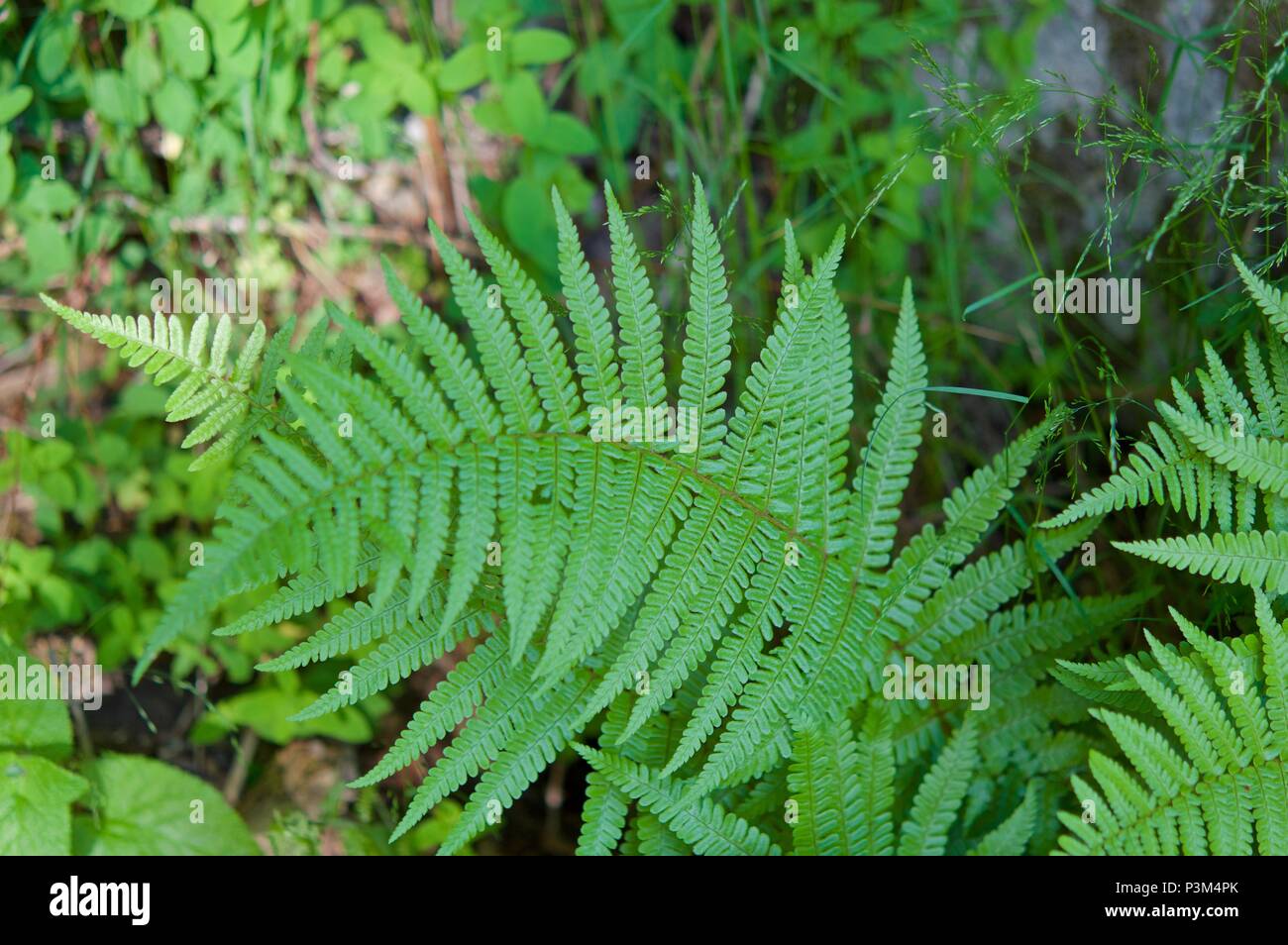 Groups of ferns Pterophyta class Stock Photo