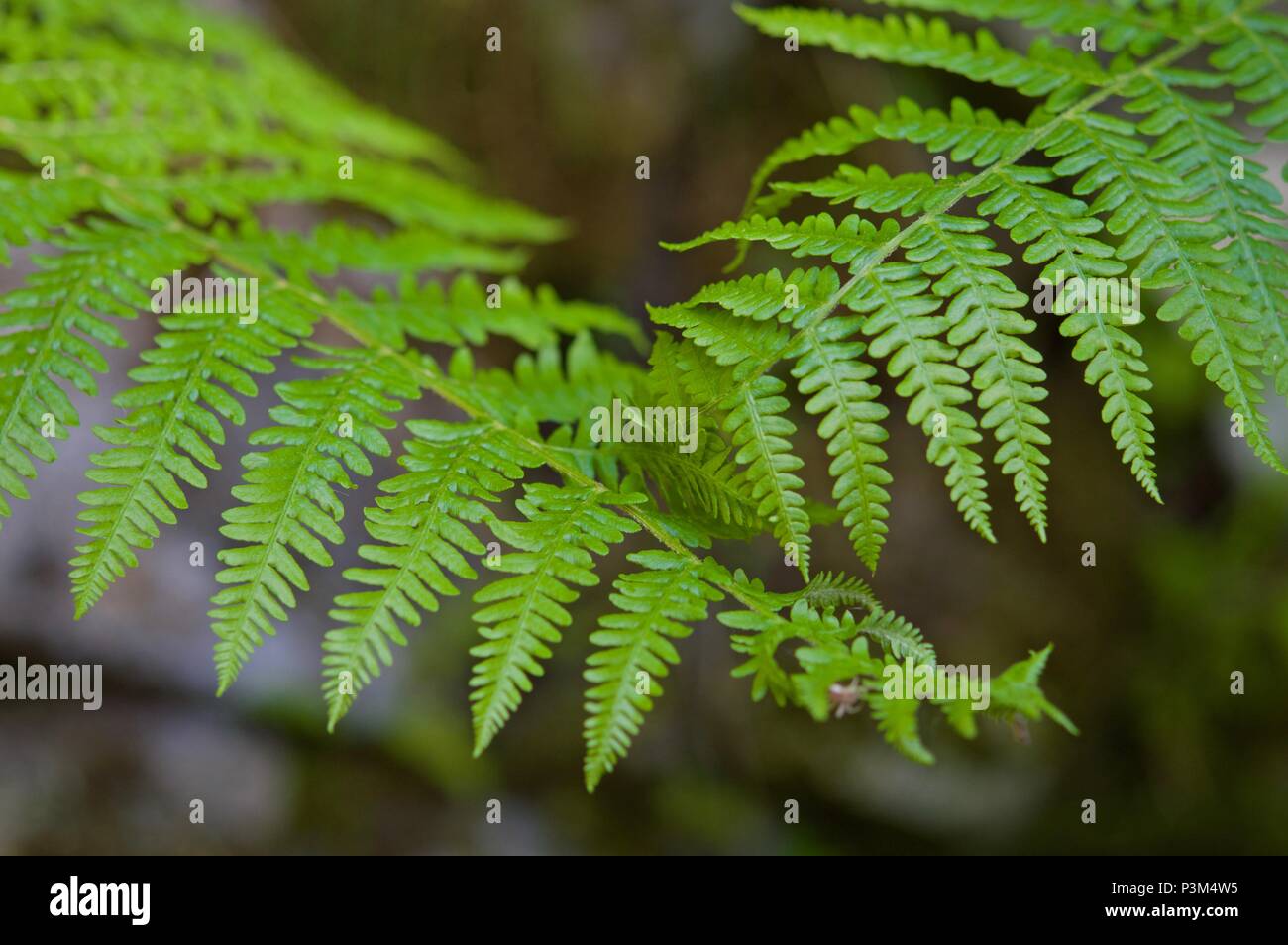 Groups of ferns Pterophyta class Stock Photo