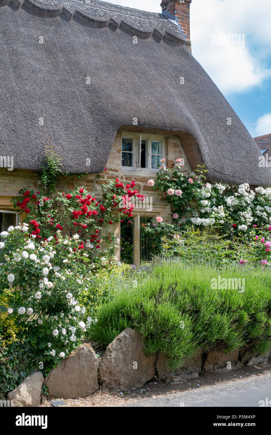 Thatched cottage and climbing roses in the village of Bledington, Gloucestershire, England Stock Photo