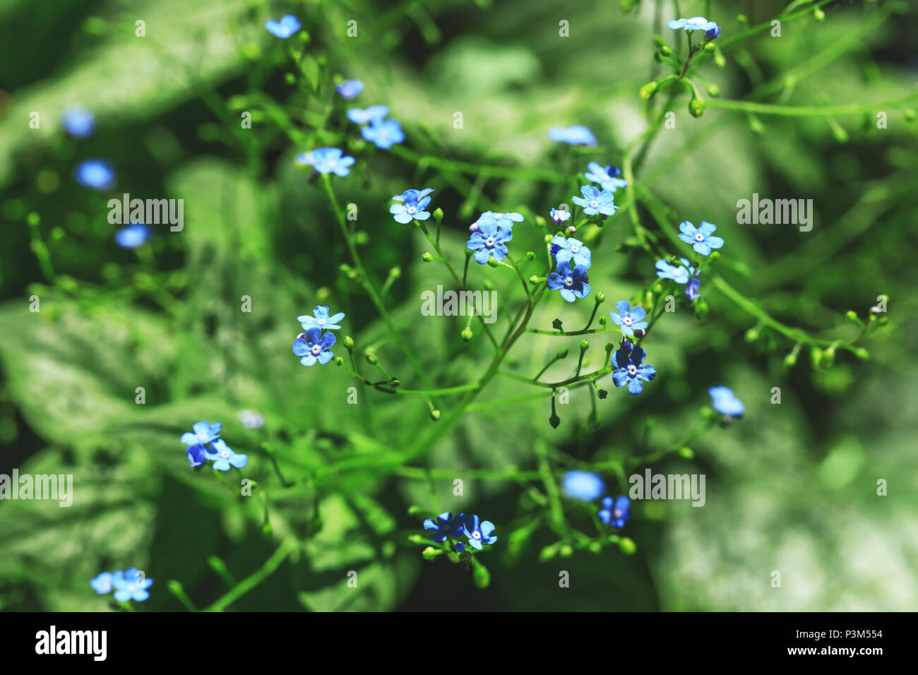 Vivid blue flowers in blur style for natural floral background. Natural bouquet of spring or summer fragile flowers on green background. Best picture. Stock Photo