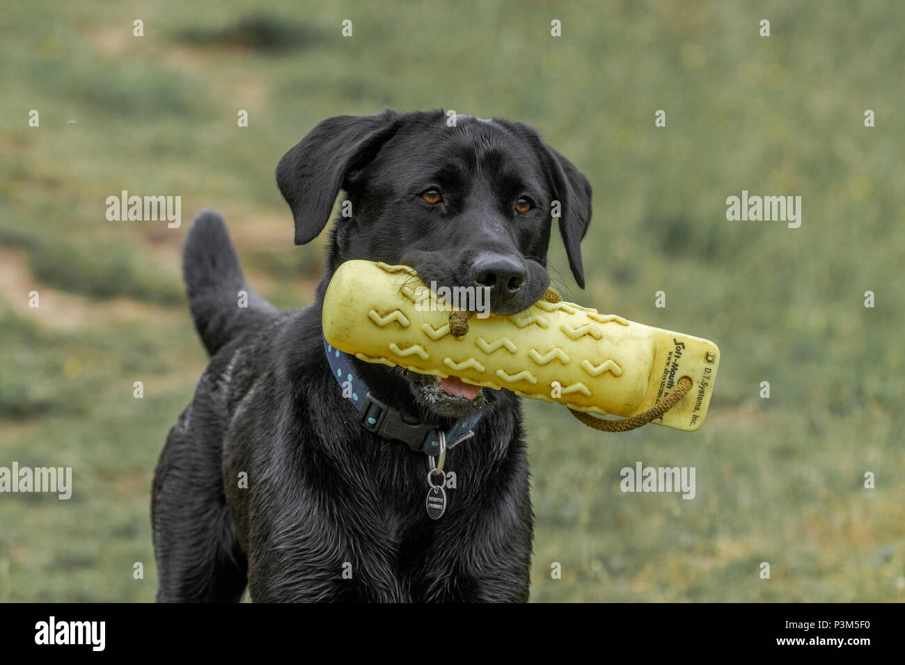 Black labrador holding a gun dog dummy in his mouth. Stock Photo