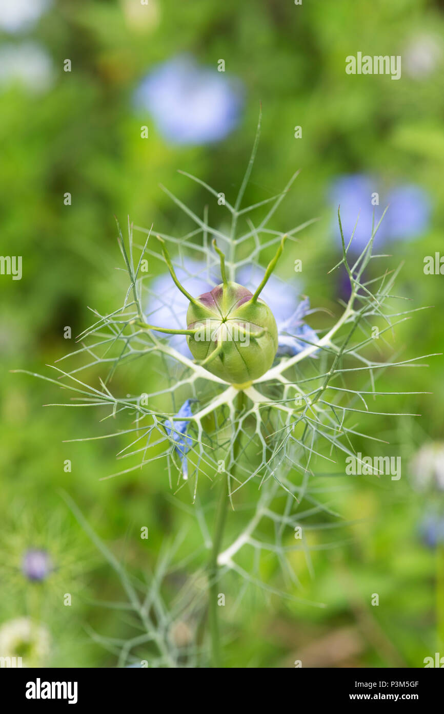Nigella seed pod hires stock photography and images Alamy