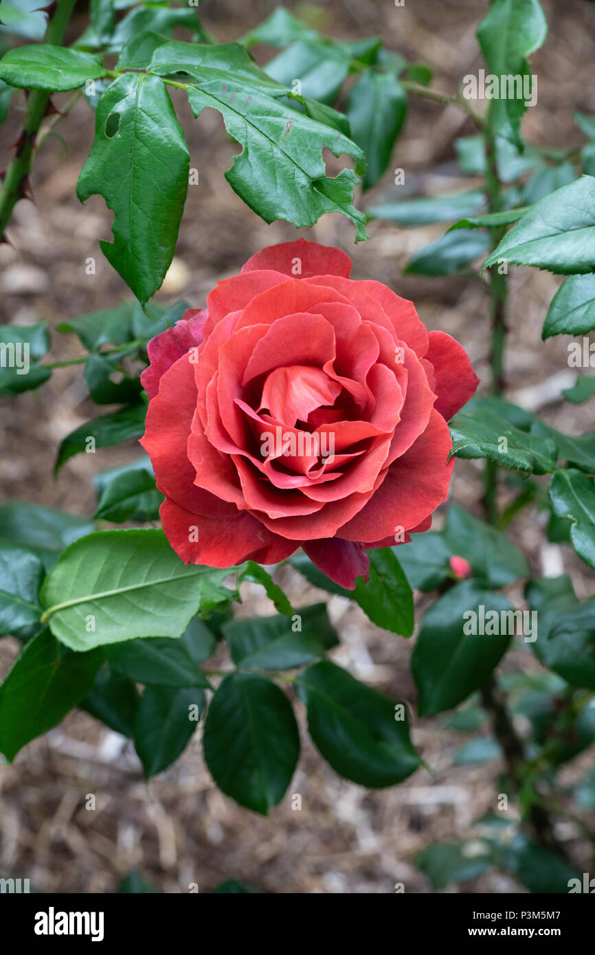 Rosa ‘Hot chocolate’ / Wekpaltlez. Floribunda rose. UK Stock Photo