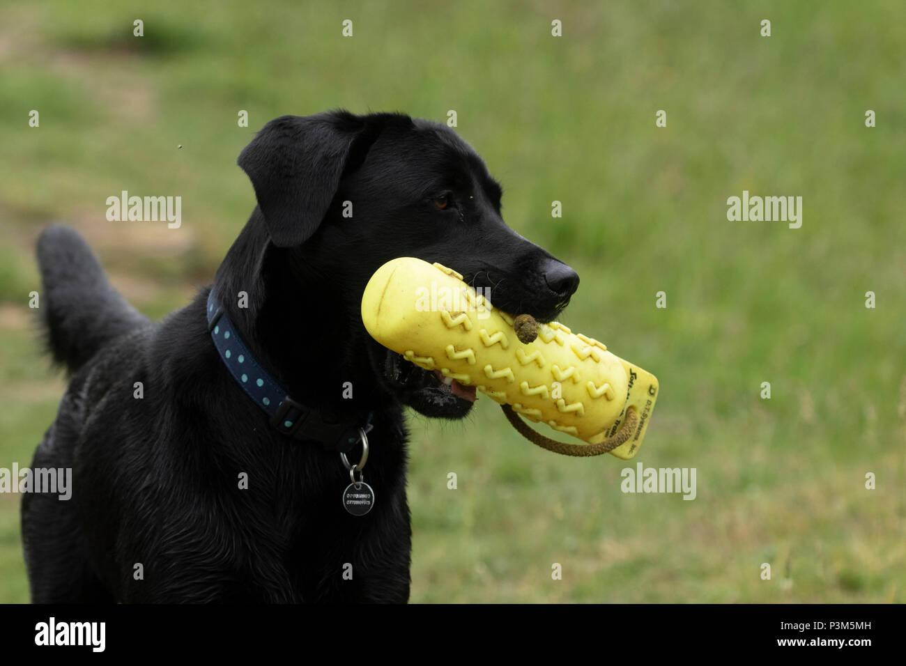 Black labrador holding a gun dog dummy in his mouth. Stock Photo