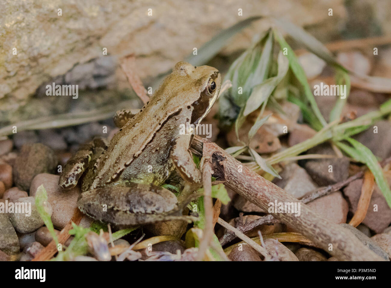 A common frog (UK) in a garden. Stock Photo