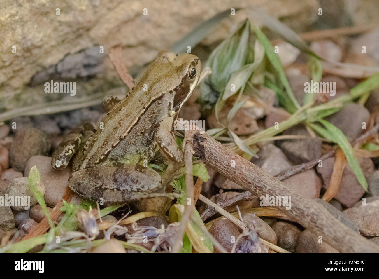 A common frog (UK) in a garden Stock Photo Alamy
