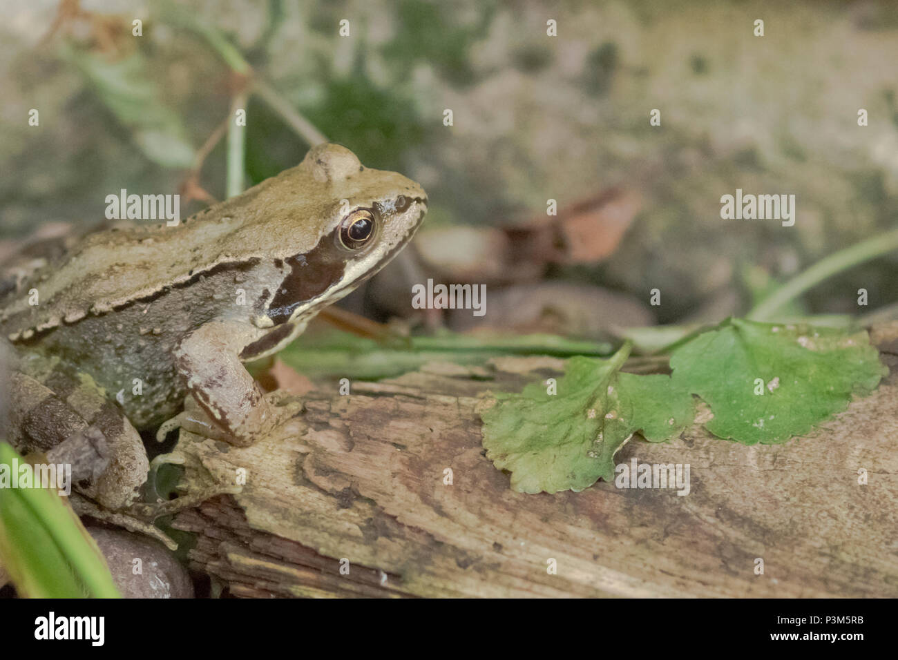 A common frog (UK) in a garden. Stock Photo