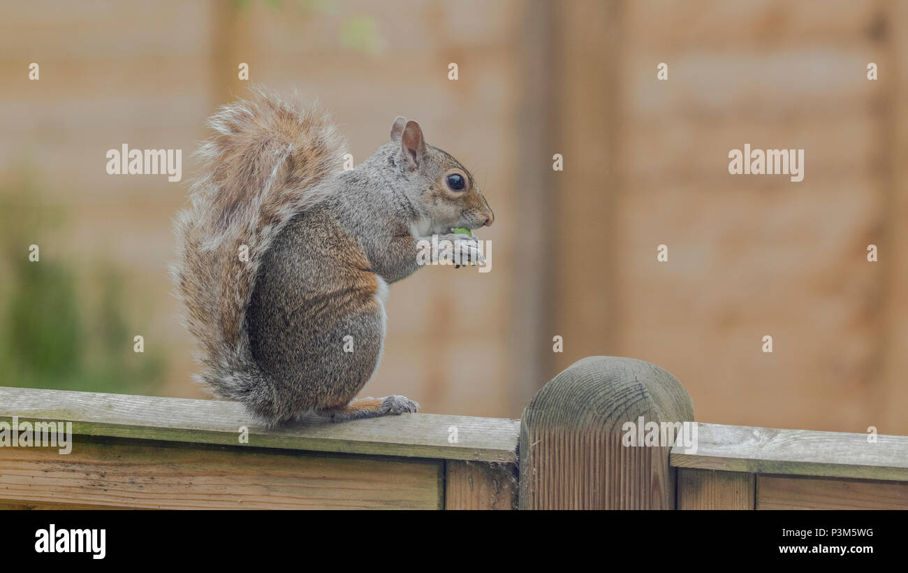 Grey squirrel (UK) on a garden fence. The squirrel is eating a small unripe apple. Stock Photo