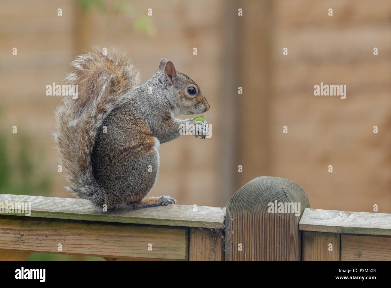 Grey squirrel (UK) on a garden fence. The squirrel is eating a small unripe apple. Stock Photo