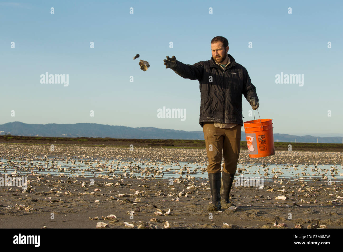 Snowy Plover (Charadrius nivosus) biologist, Ben Pearl, spreading oystershells in salt pond, which snowy plovers can use for camouflage, Eden Landing Ecological Reserve, Union City, Bay Area, California Stock Photo