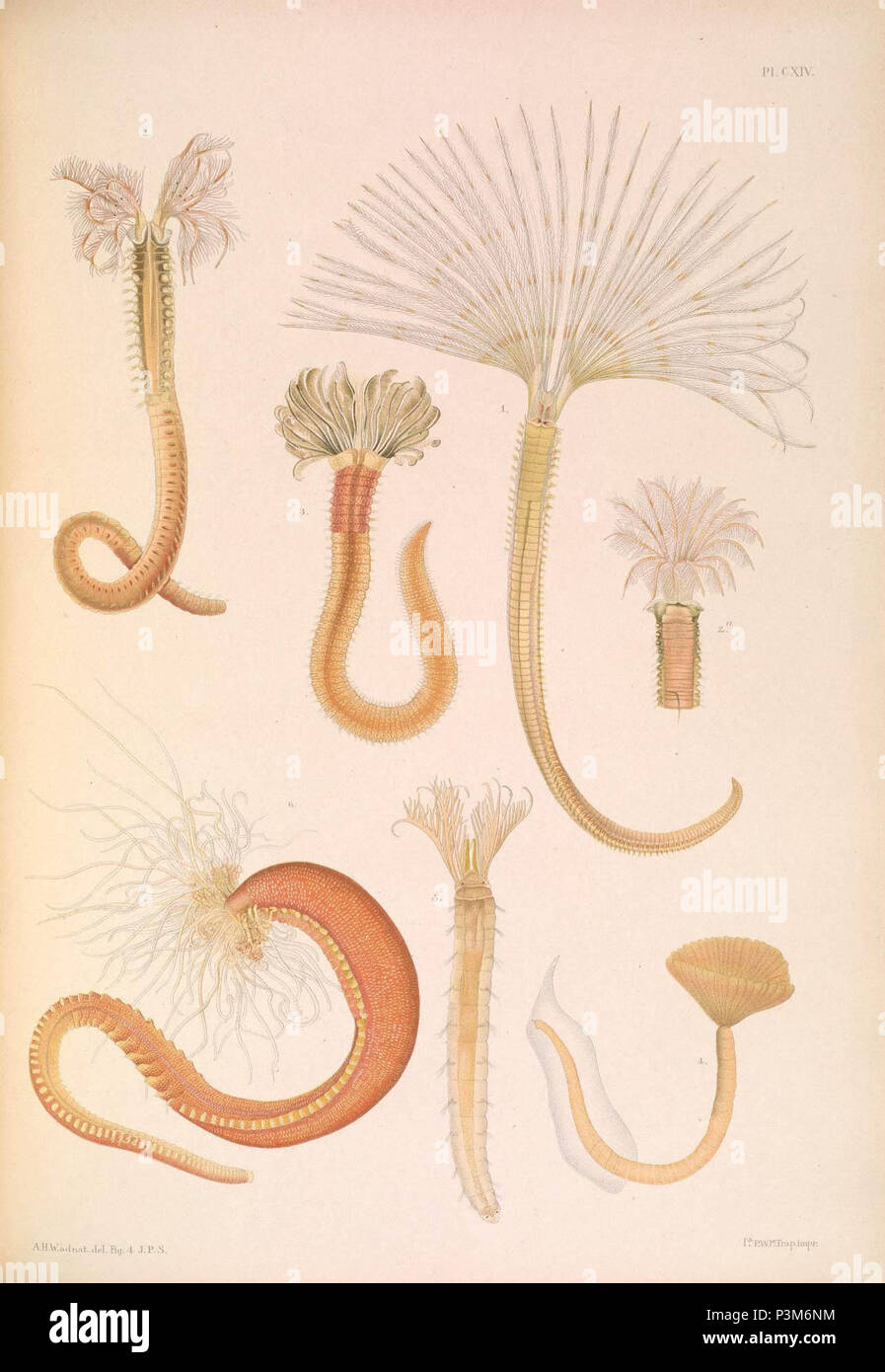 A monograph of the British marine annelids.. Stock Photo