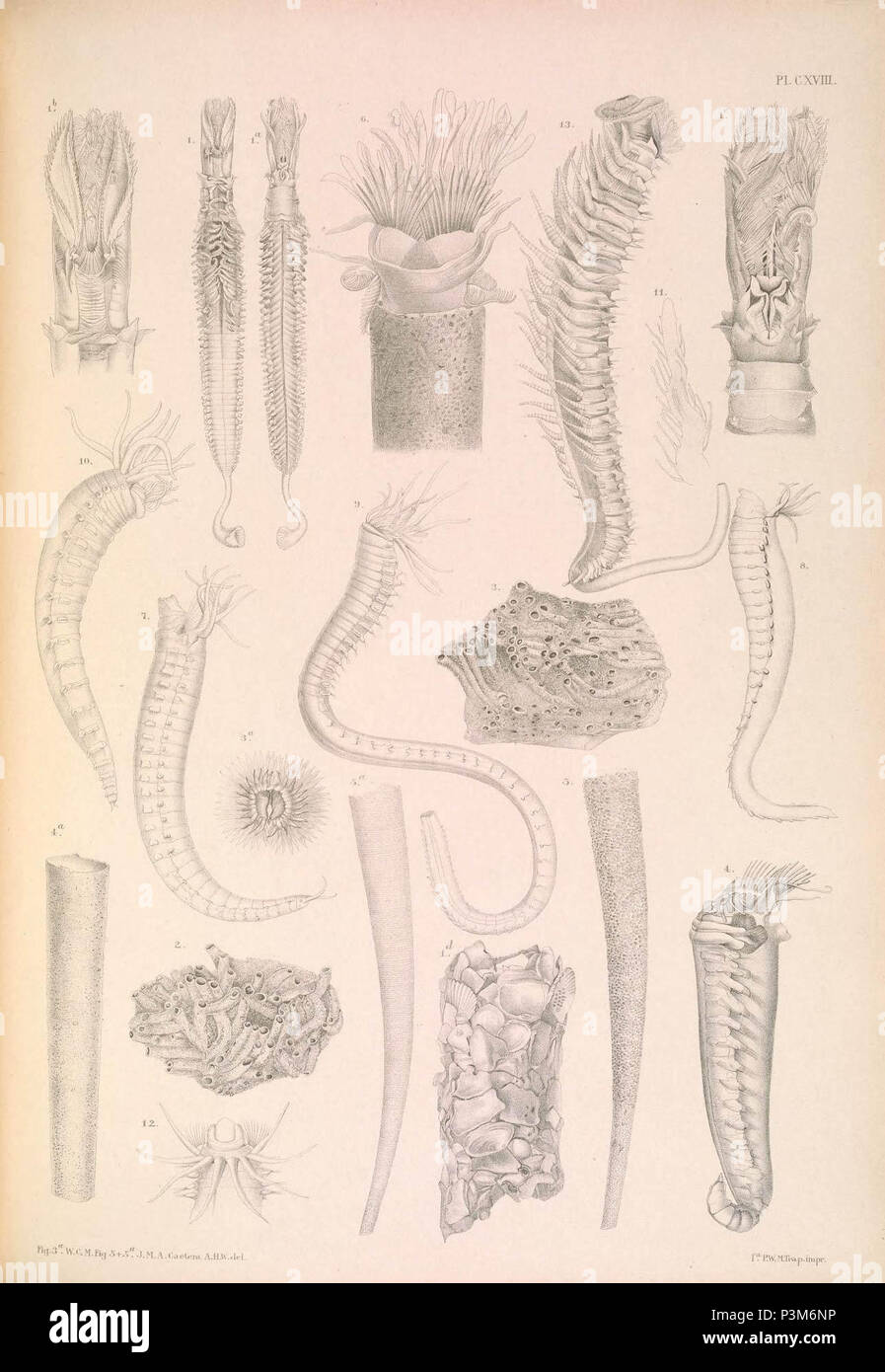 A monograph of the British marine annelids.. Stock Photo