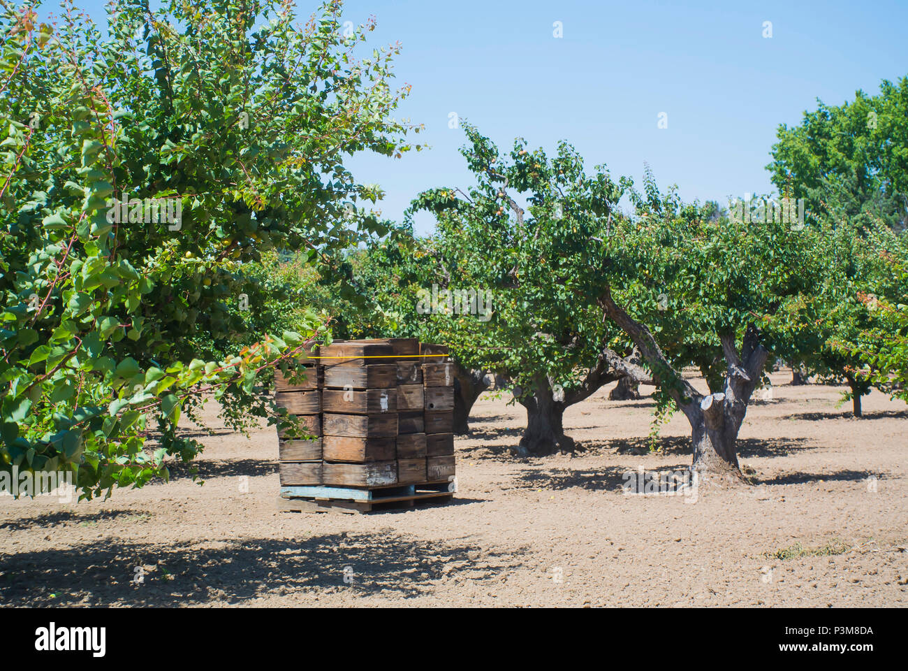 California apricot orchard hires stock photography and images Alamy