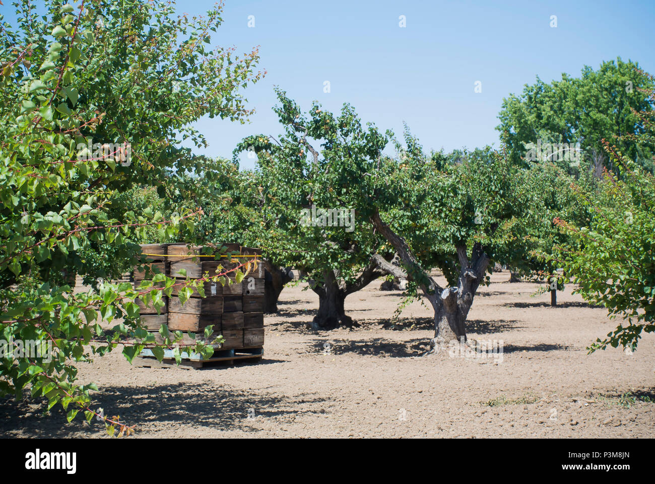 Apricot orchard hires stock photography and images Alamy