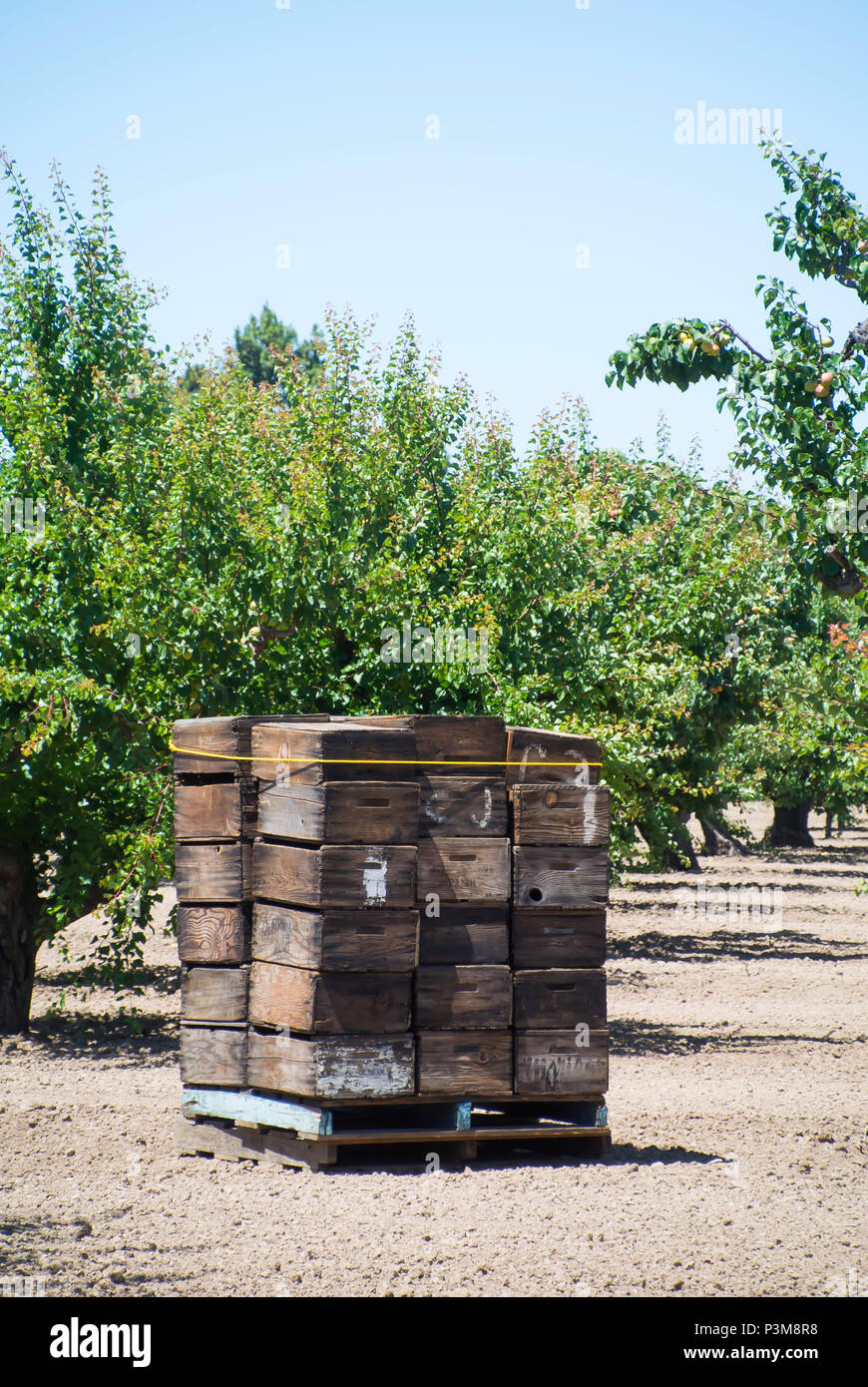 California apricot orchard hires stock photography and images Alamy