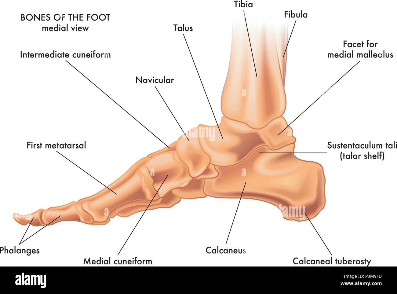 A medical vector illustration of the bones of a foot on a white background Stock Vector