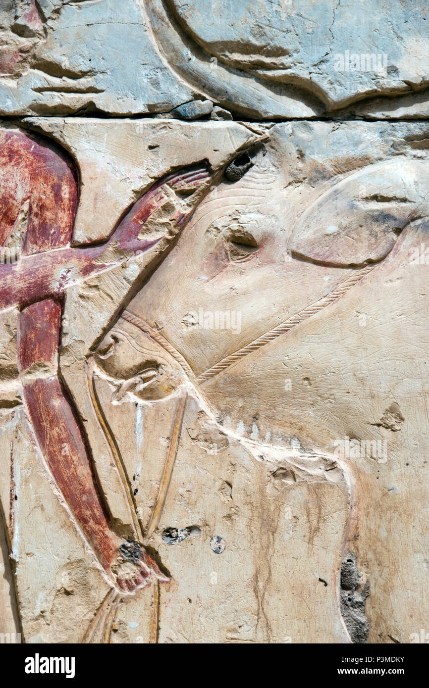 A bull depicted in the stone bas relief carvings at the Great Osiris Temple, Abydos, Egypt. Stock Photo