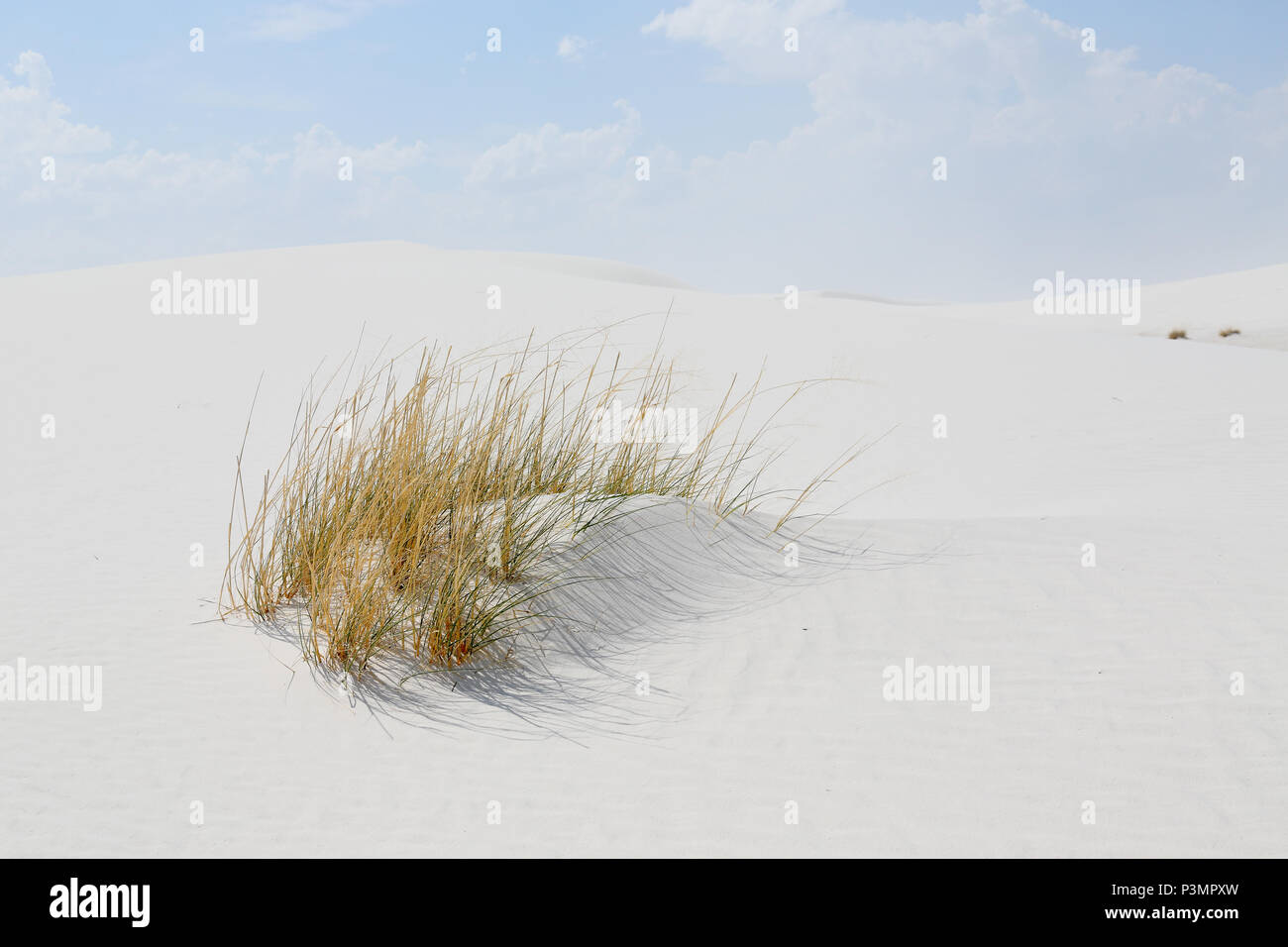 White sand dunes and grasses on a day with blue skies and clouds Stock Photo