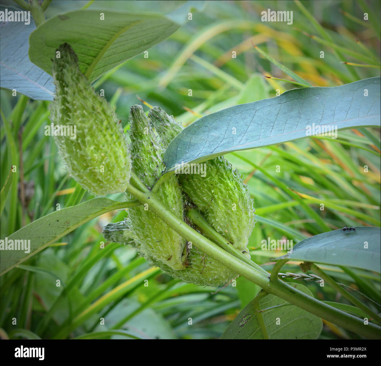Close up photo of immature green milkweed seed pods. Stock Photo