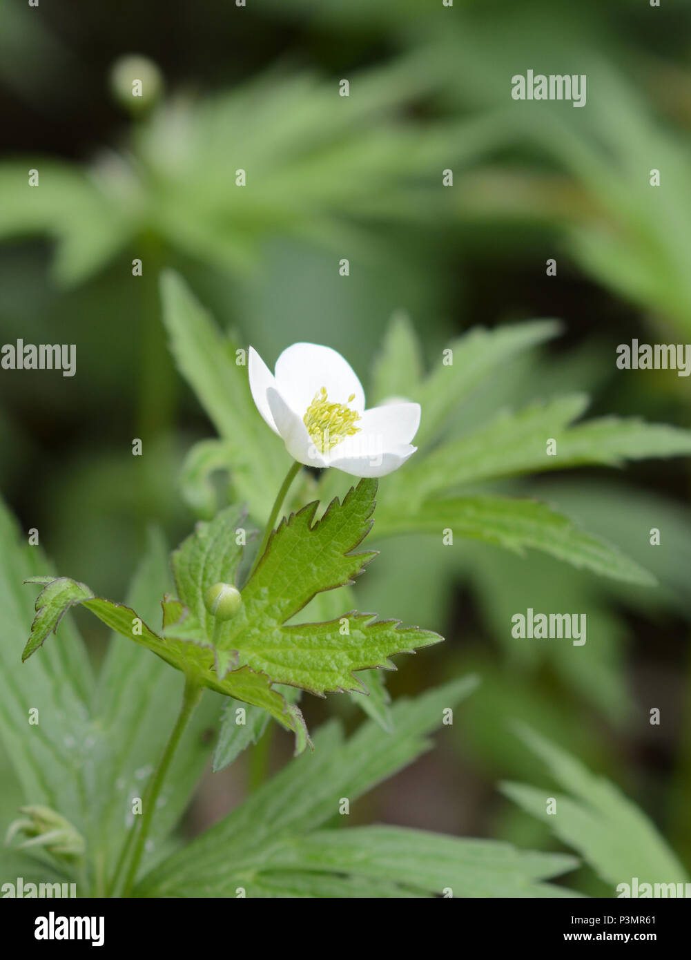 The white blooms of the Canadian Anemone (meadow anemone) stand out in shady, moist areas. It grows in upper North America. Stock Photo