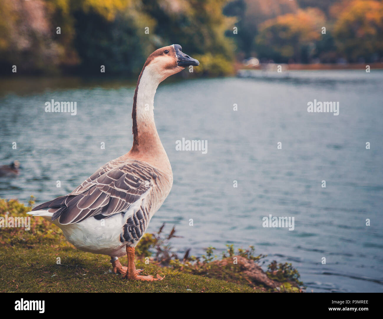 It's a shoot from a duck at Ibirapuera's park in São Paulo, Brazil Stock Photo