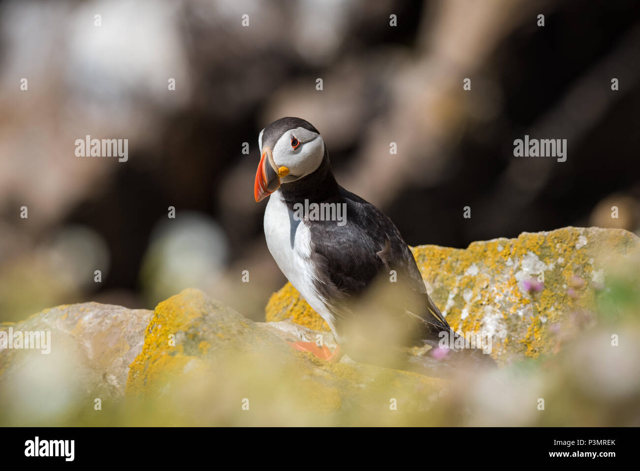 WIld bird Puffin from Saltee Island in County Wexford - Ireland Stock Photo