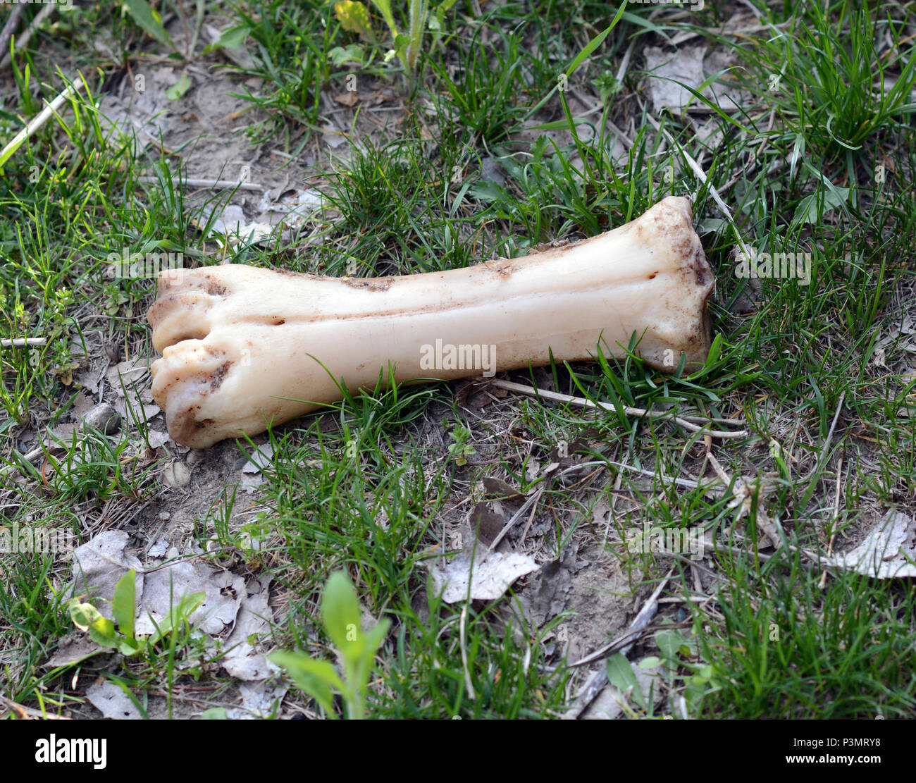 A large bone that has been chewed by scavengers lays on the ground. Stock Photo