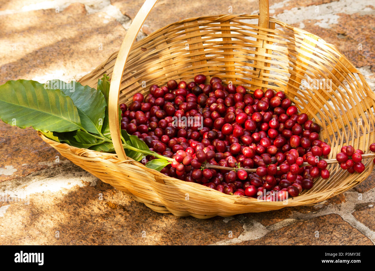 Coffee plantation ground hires stock photography and images Alamy