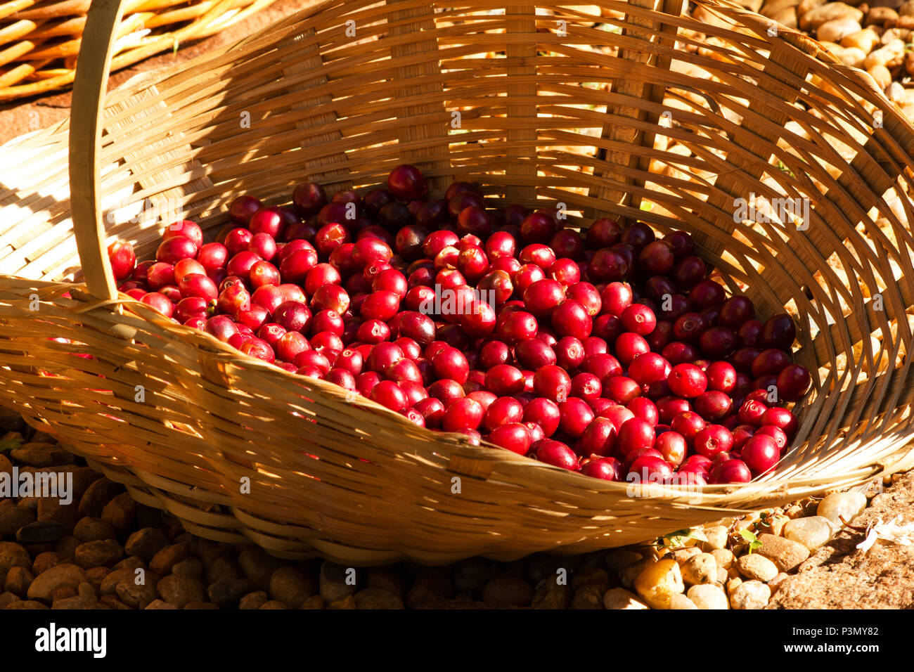 Coffee berries in a basket Stock Photo Alamy
