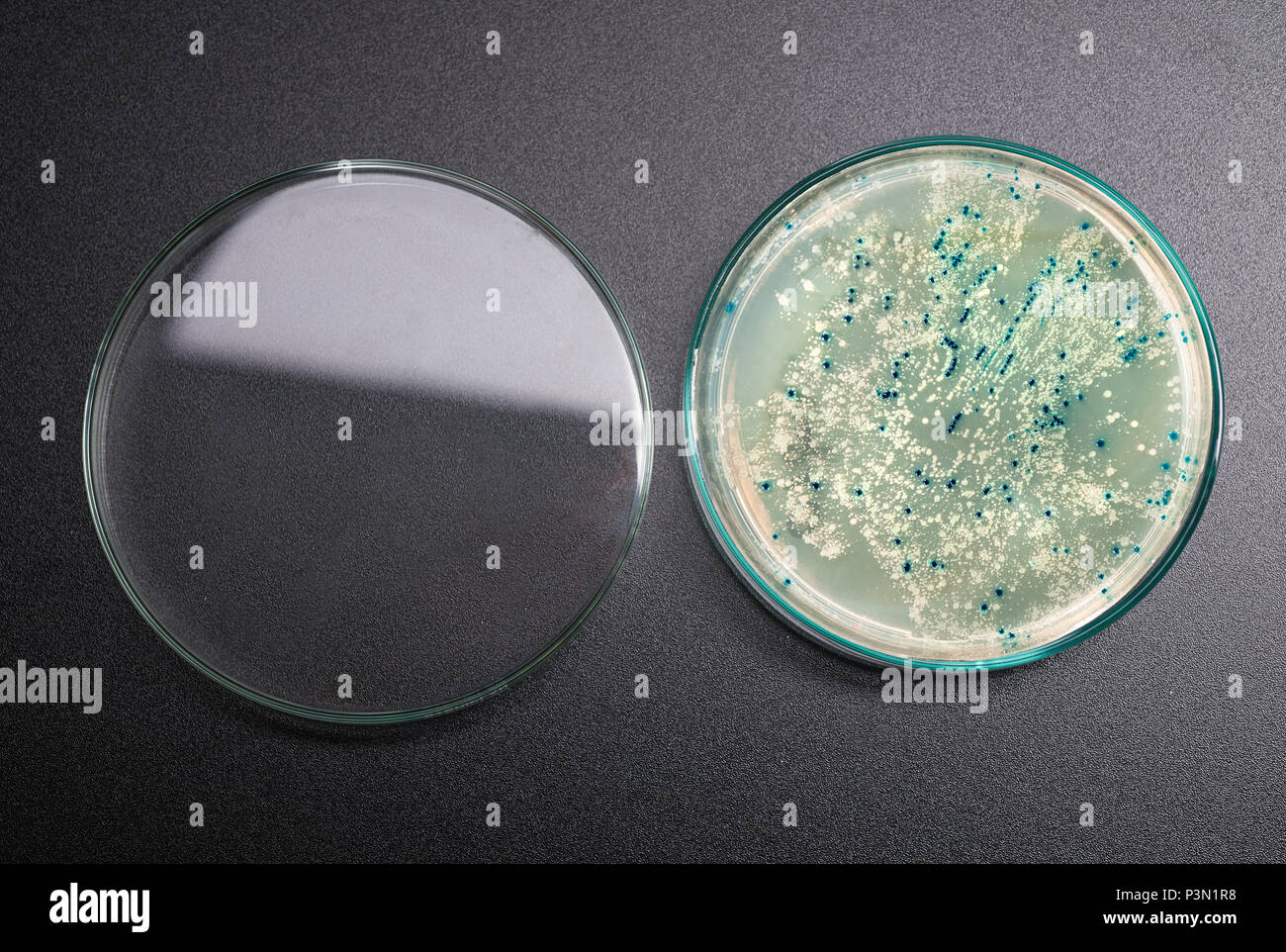 Open agar plate with bacterial colonies for plasmid vector cloning on dark background Stock Photo